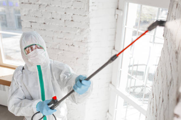 Trusted Lindon, UT Mold Removal Experts