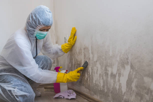 Best Mold Removal for HVAC Installations  in Lindon, UT