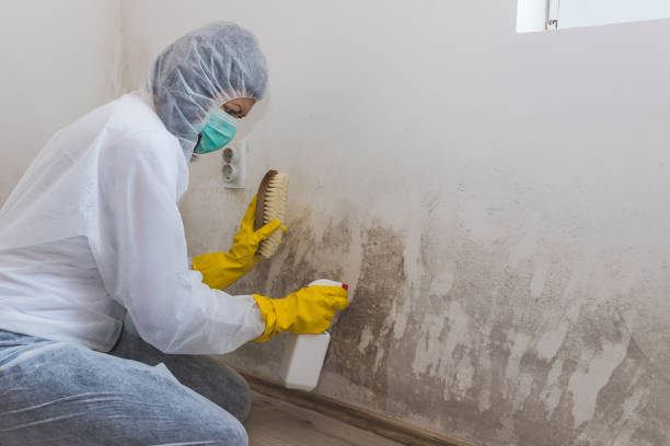 Best Attic Mold Removal  in Lindon, UT